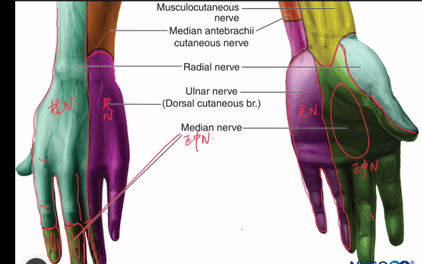 手部感觉神经支配区域及分布(高清,精细)哔哩哔哩bilibili