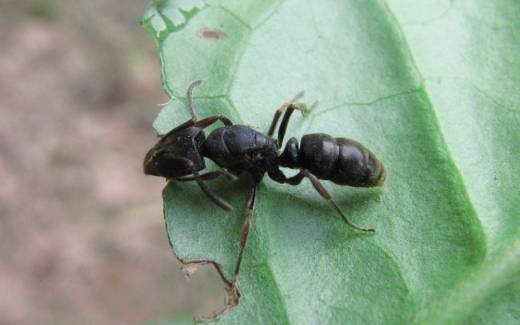 爪哇扁头猛蚁图片
