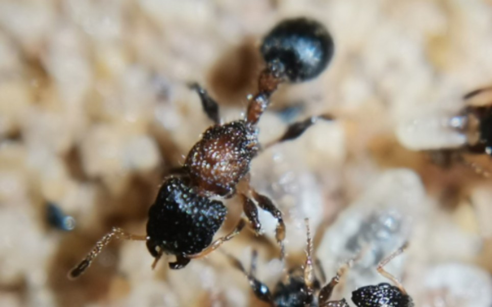 野采的夫氏双凸蚁