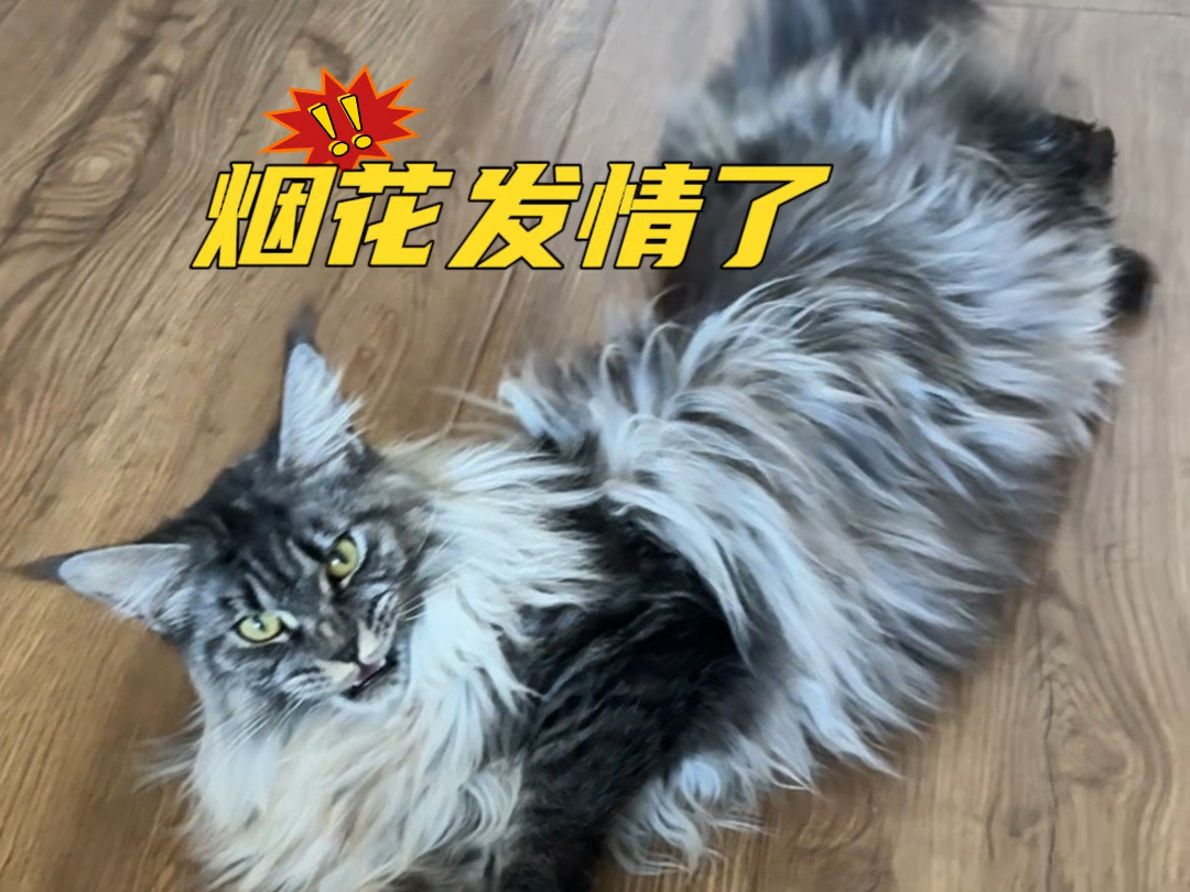 猫咪发情了咋办呀?哔哩哔哩bilibili