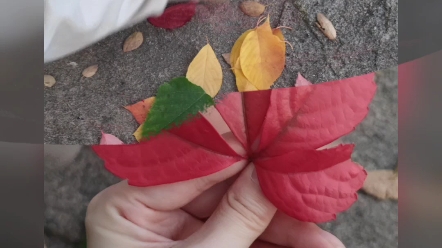 [图]美丽的秋日，忍不住拼了小王子和小狐狸，还有小王子和他的玫瑰哦～