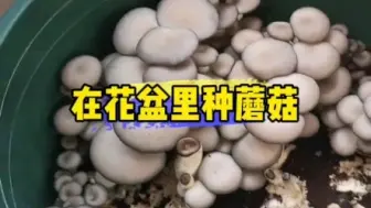 Скачать видео: 用蘑菇菌包土培蘑菇