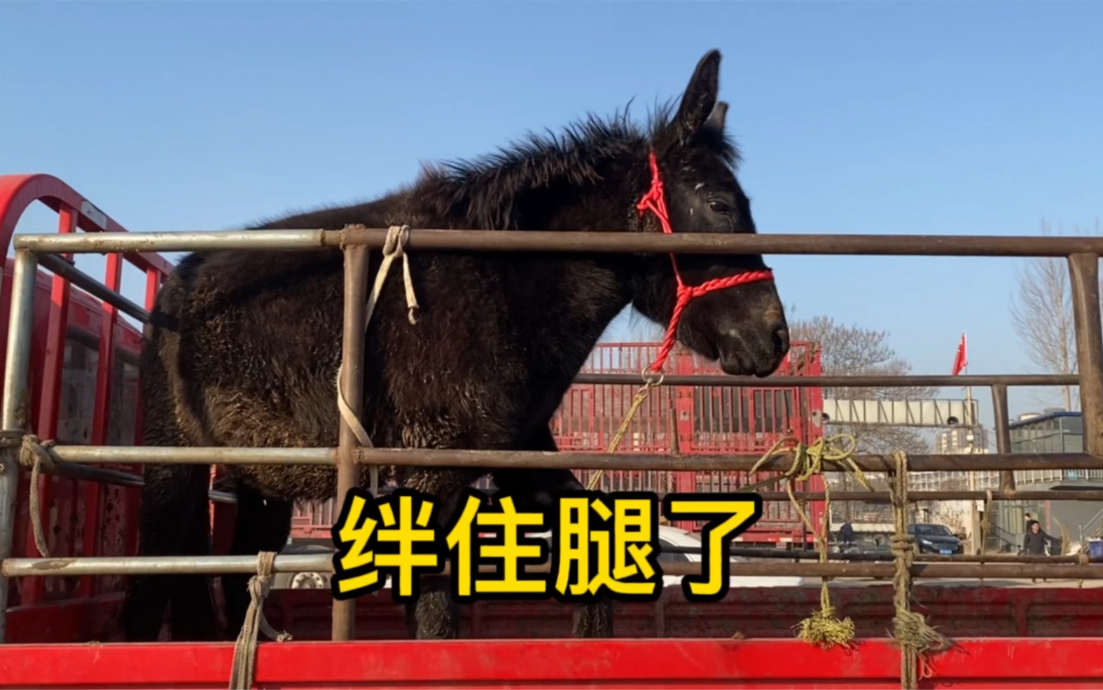 小骡驹在车上玩弹腿,绊住啦!这下子坏了,也不敢帮它