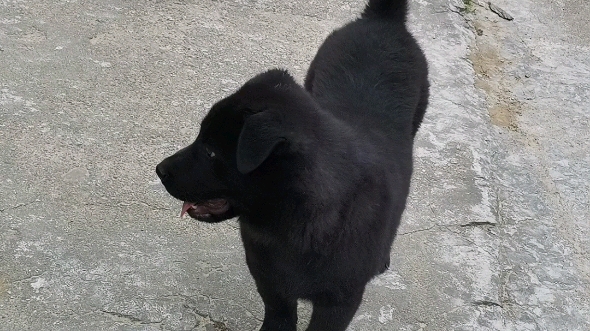 黑色中华田园犬可爱图片