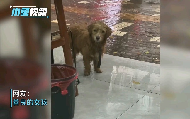 [图]流浪狗淋湿来店躲雨，老板送上热乎饭：被毛孩子的歪头杀整破防了