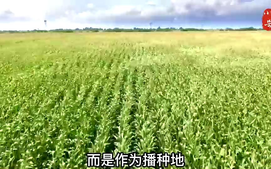 玉米是什么时候传入中国的哔哩哔哩bilibili