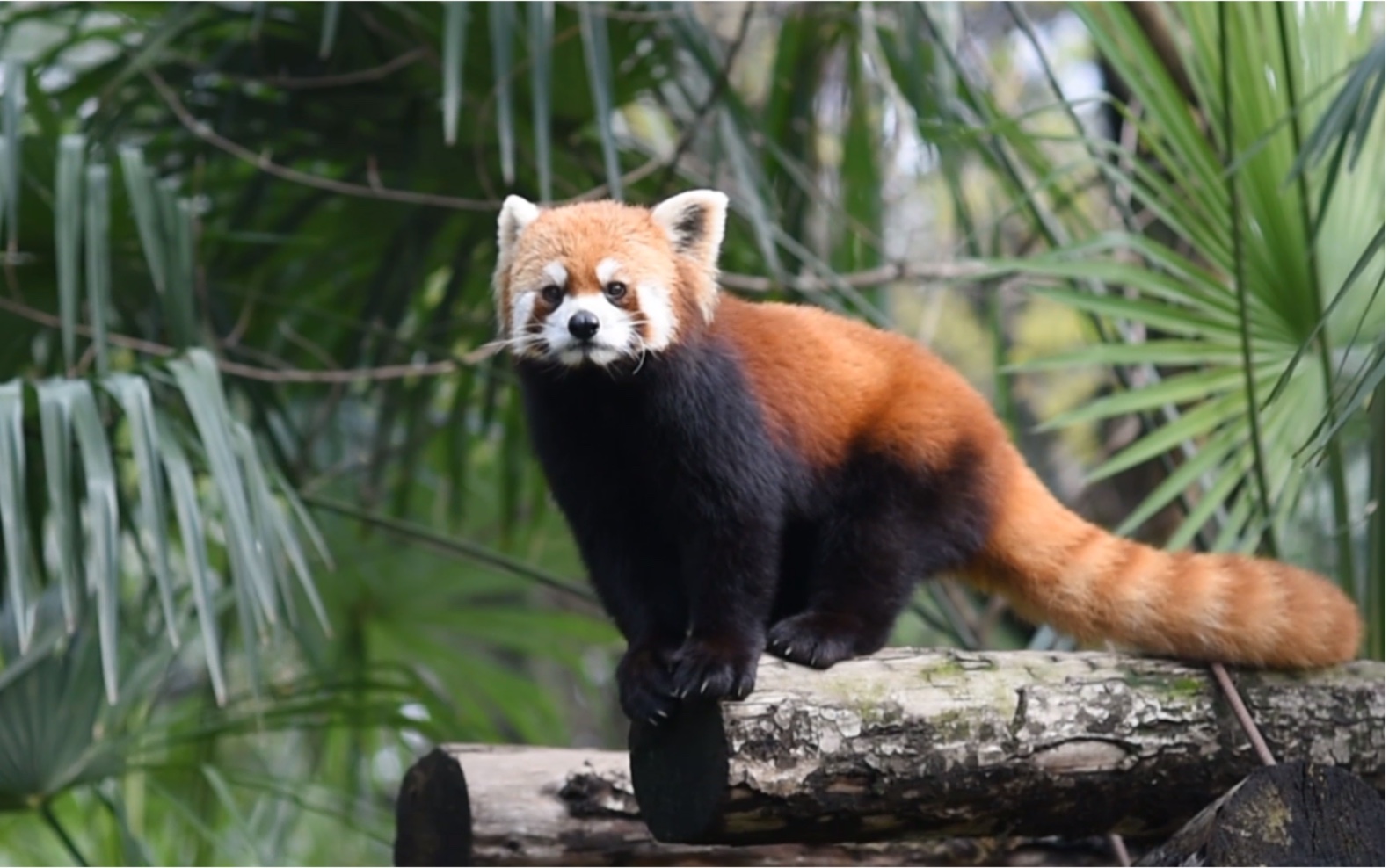 【小熊猫】南京红山动物园观察记录_哔哩哔哩 (゜-゜)つロ 干杯~-bili