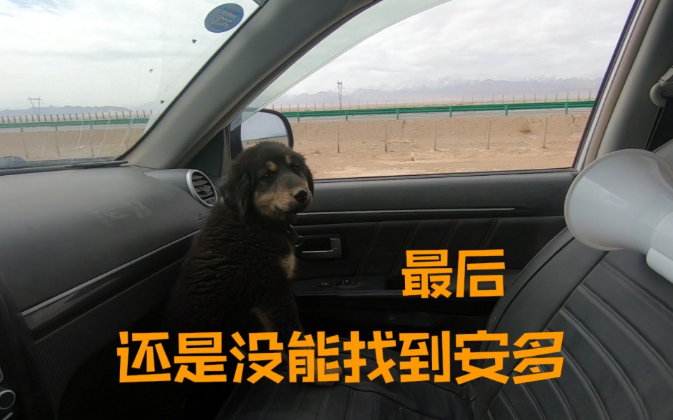 狗子安多走丢的第十一天今天不接着寻找要离开这儿了