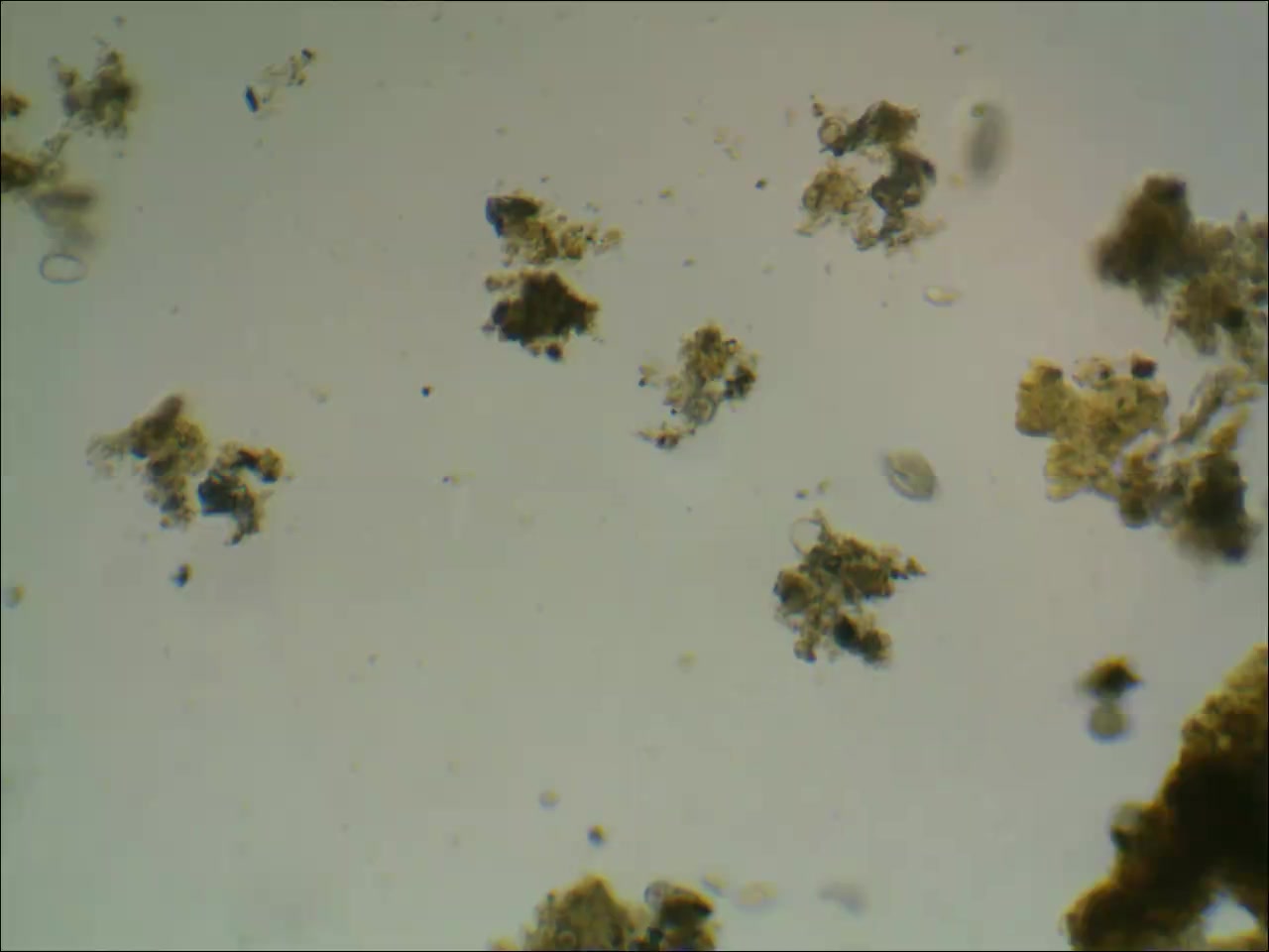 【从花电镀30-3】镜检发现线虫 200915