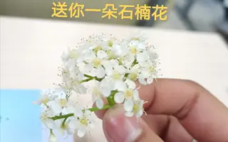 石楠花 搜索结果 哔哩哔哩 Bilibili