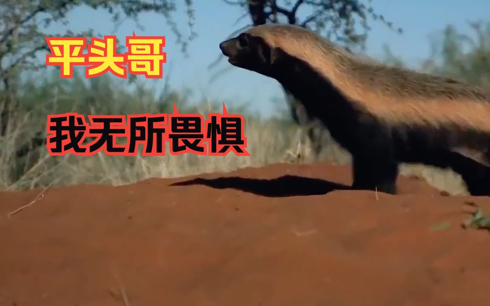 无畏无惧打一动物