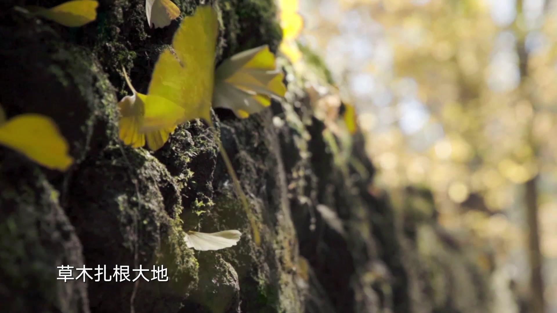 [图]传承千年的中华本草，带着我们的目光翻山越岭