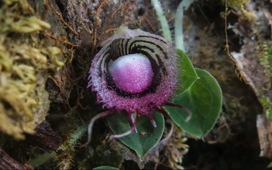 在马来西亚婆罗洲遇见铠兰属兰花corybas helmet_哔哩哔哩_bilibili