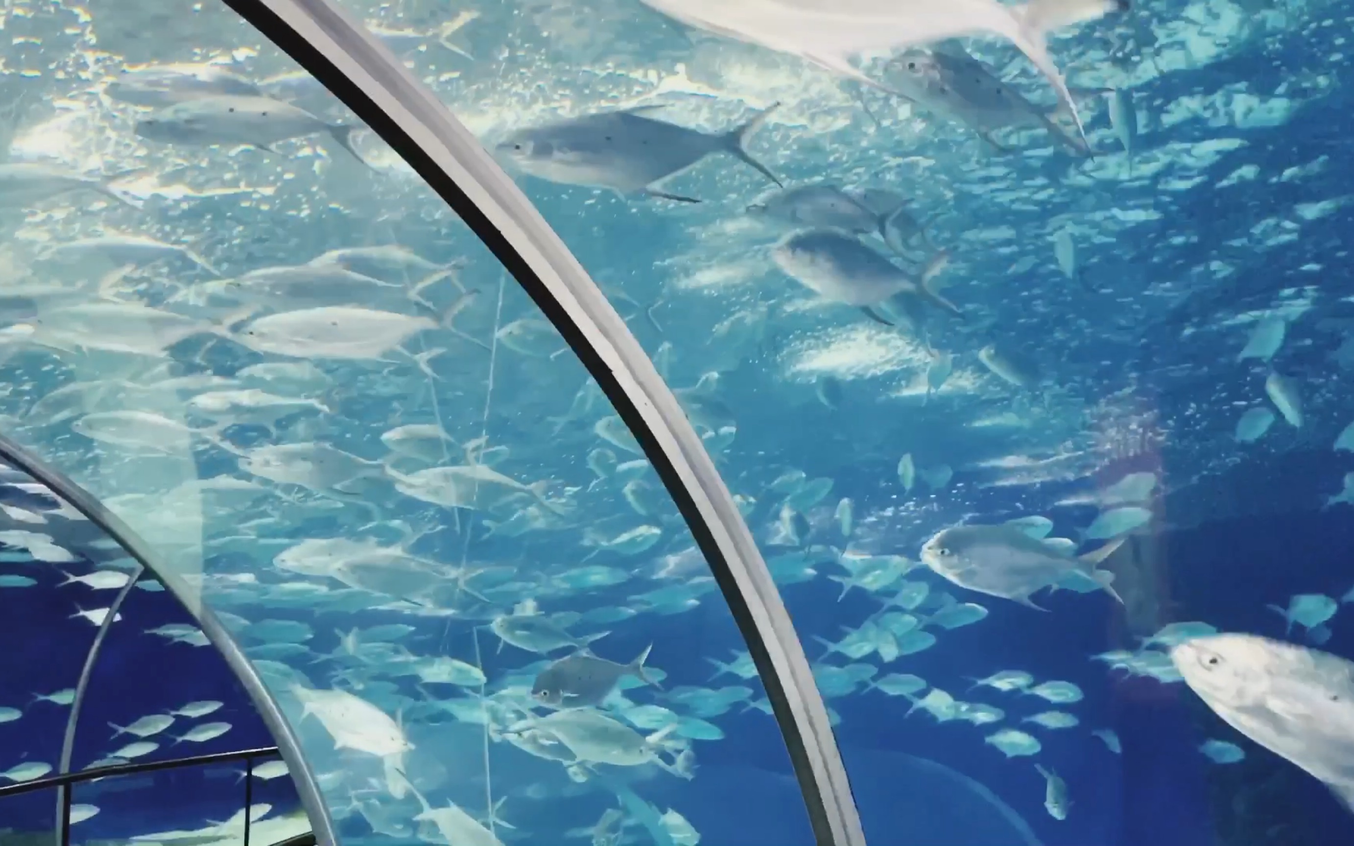 活动作品vlog01上海水族馆theaquarium