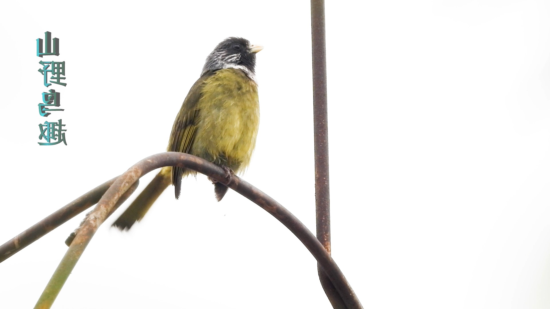 好听的领雀嘴鹎叫声