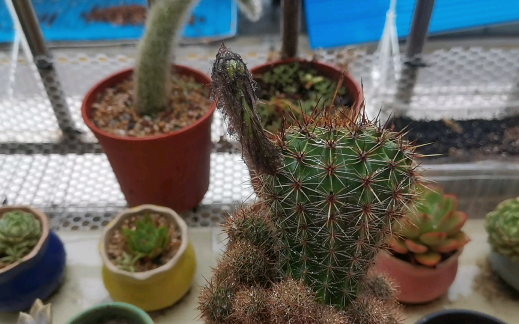 好独特的仙人球花苞