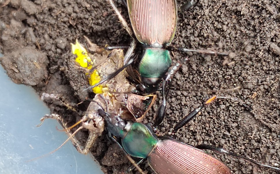 给伸步甲carabusmecynodes喂食去腿江苏寰螽