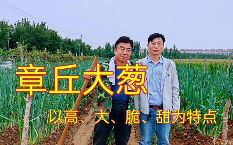 济南特产之章丘大葱,和飘零哥一起走访章丘大葱种植基地,欣赏《大葱歌