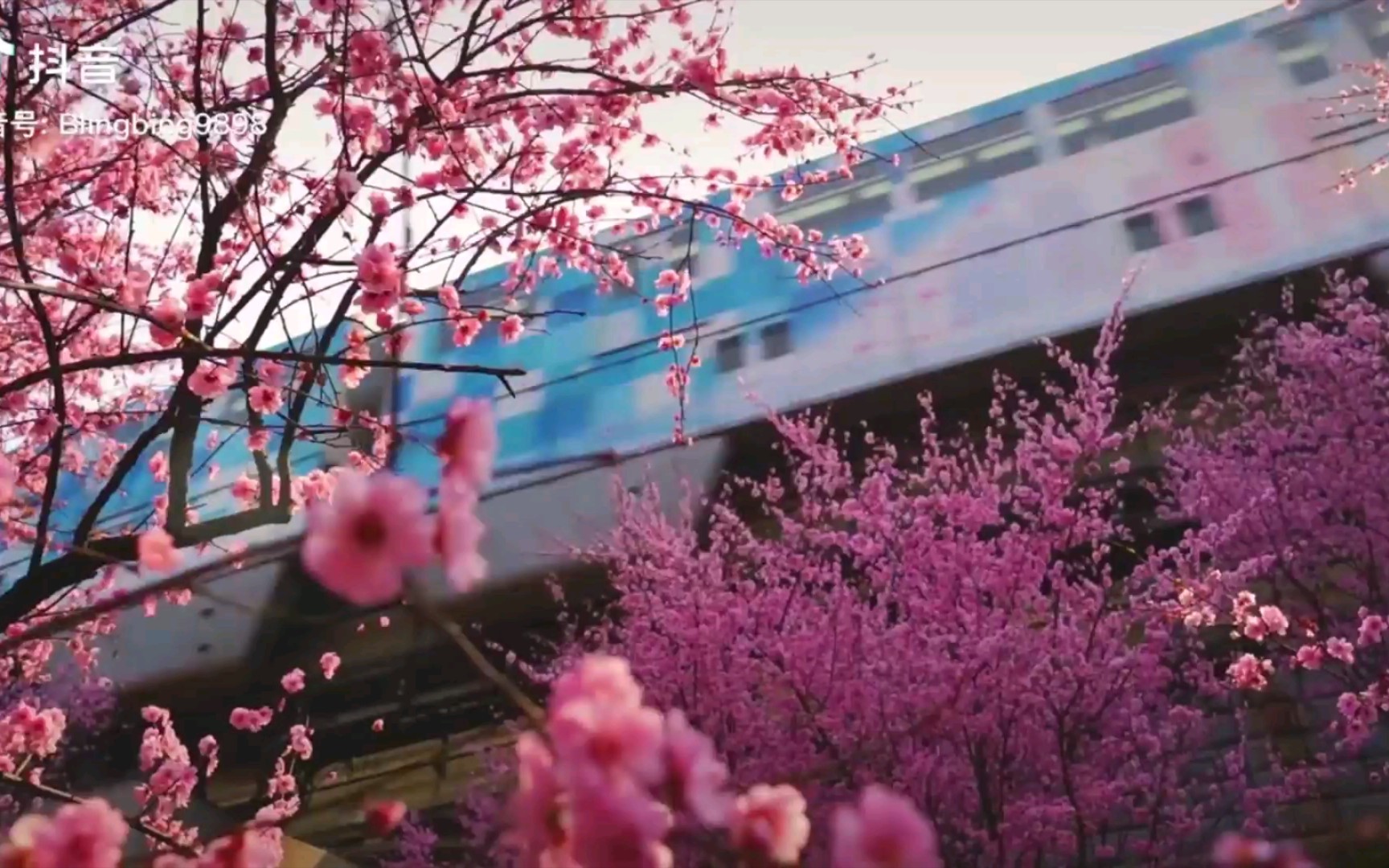 [图]【开往春天的列车】重庆二号线，开往春天的列车，穿梭于樱花之间。二号线总是充满惊喜！