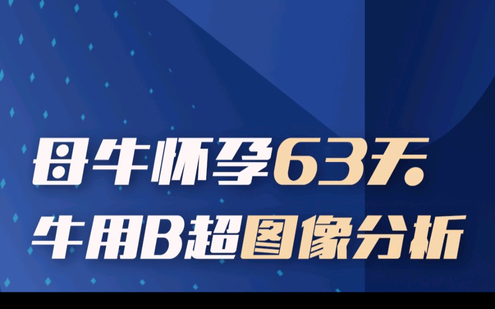 母牛怀孕63天胚胎及B超图像分析哔哩哔哩bilibili