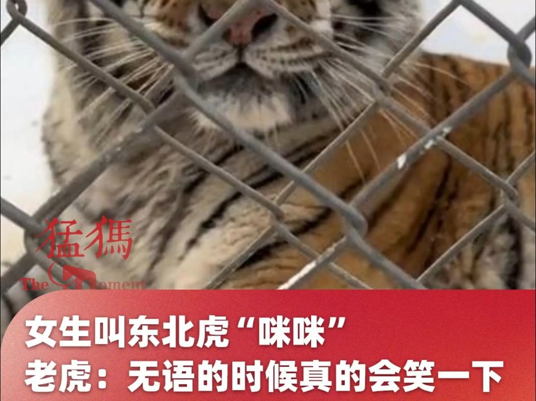 叫东北虎"咪咪",老虎:无语的时候真的会笑一下,"给爷气笑了"这句话