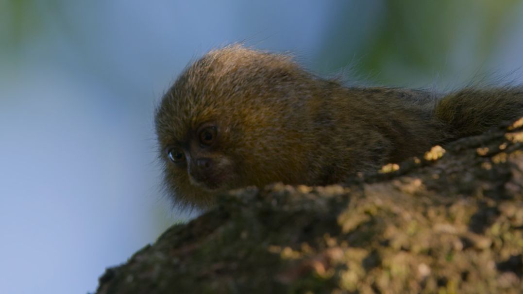 侏儒狨猴,猴小胆也小