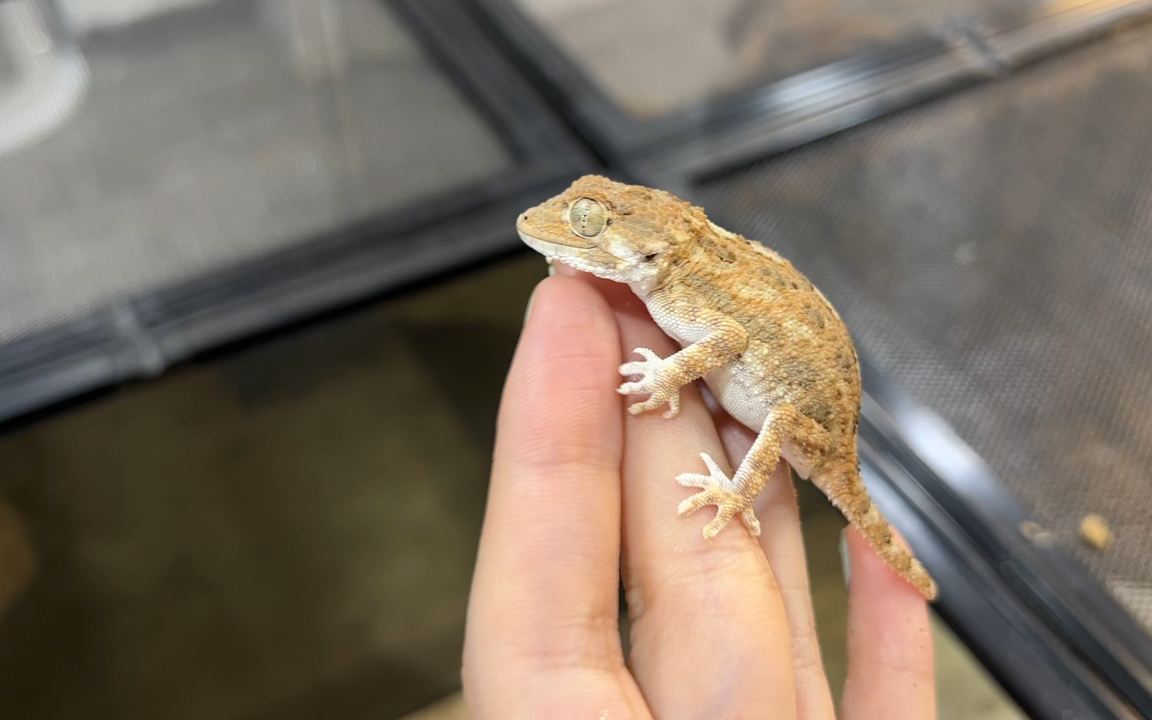 八百年没见过这个守宫了! 头盔守宫