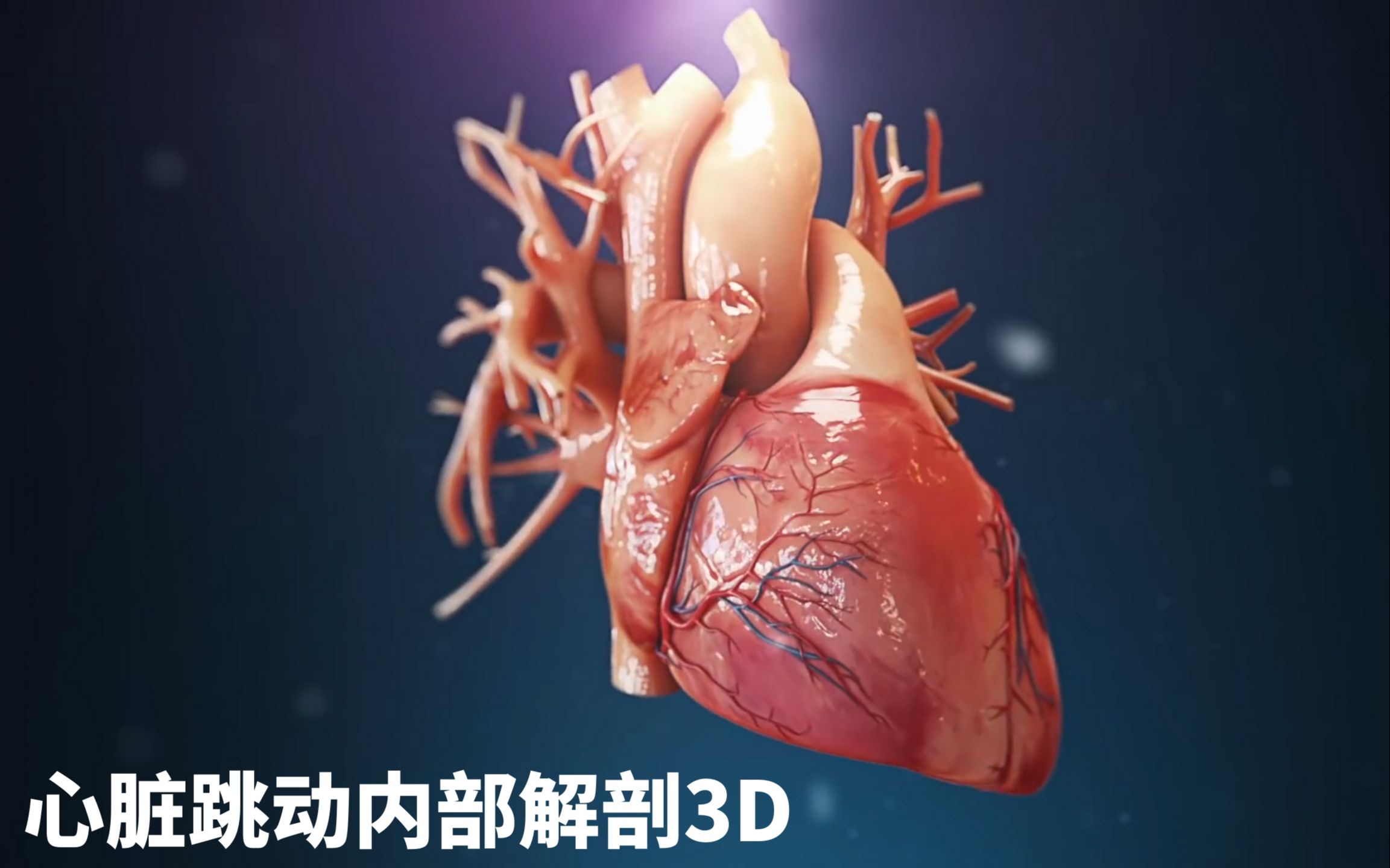 [图]【3D系列】心脏跳动时 你知道我们心房和心室都是如何运动的吗？