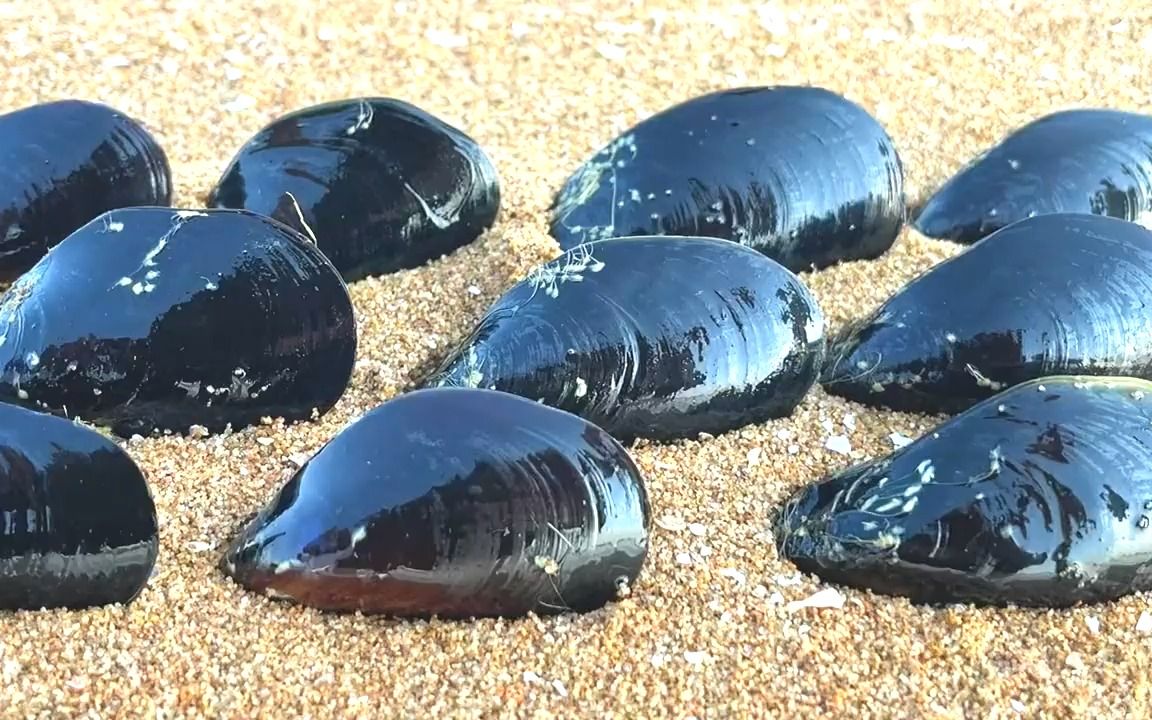 二强赶海,在沙滩上捡到一串大海虹,还抓到一只躲在壳里的八爪鱼.