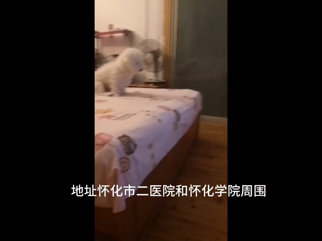 怀化寻犬 13岁比熊走失𐟘�”哩哔哩bilibili