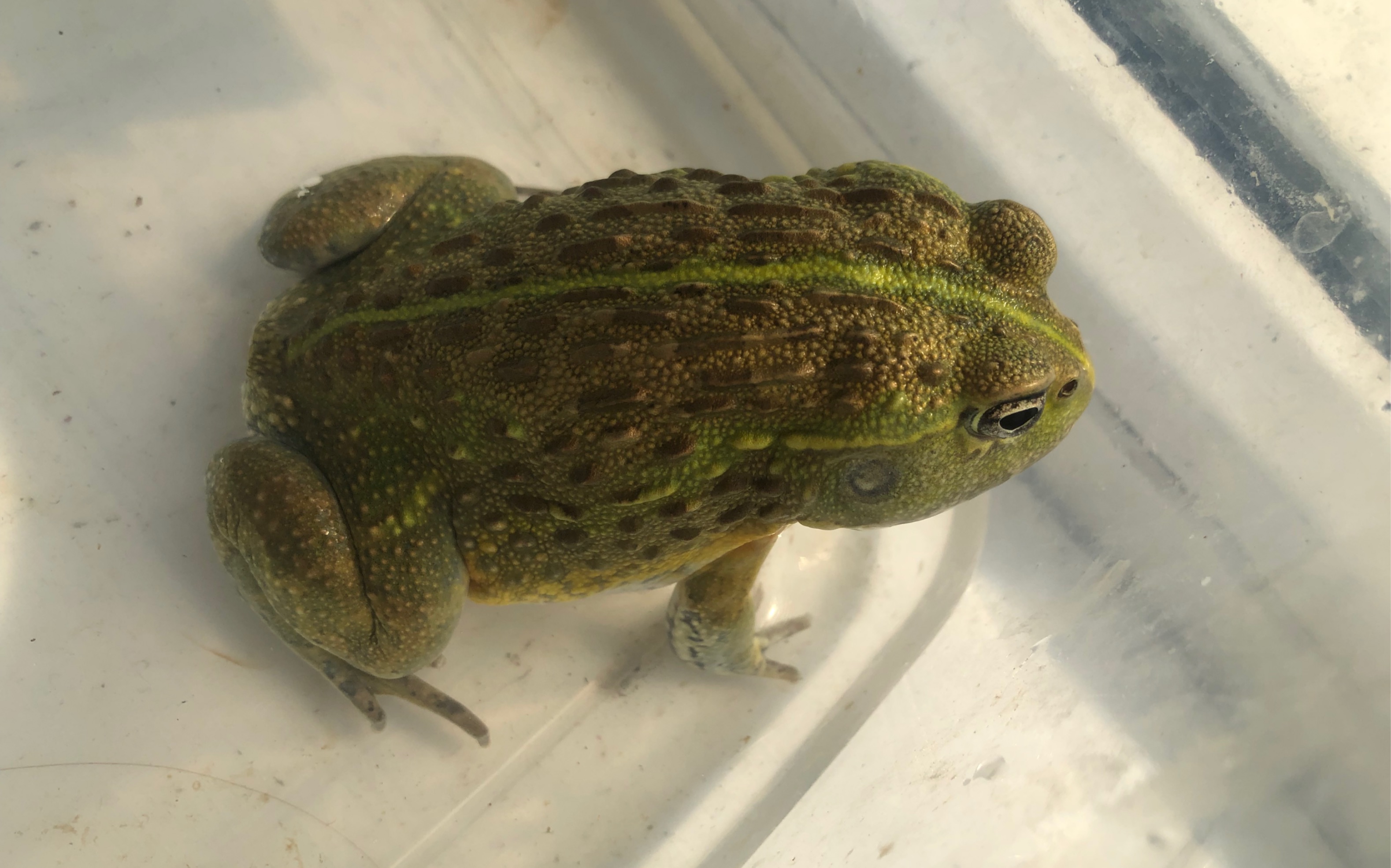 解压向 非洲牛蛙宝宝吃饱后蜕皮全过程