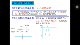 [图]生理学：细胞的生物电现象（动作电位）