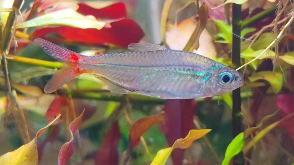 红尾科佩依—萌宠系列5