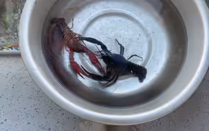 蝲蛄暴打小龙虾