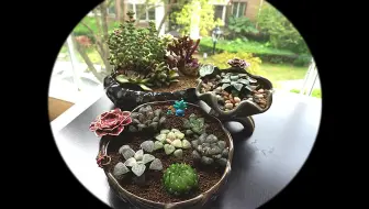 多肉植物之种植土 如何调配多肉营养土 哔哩哔哩 Bilibili