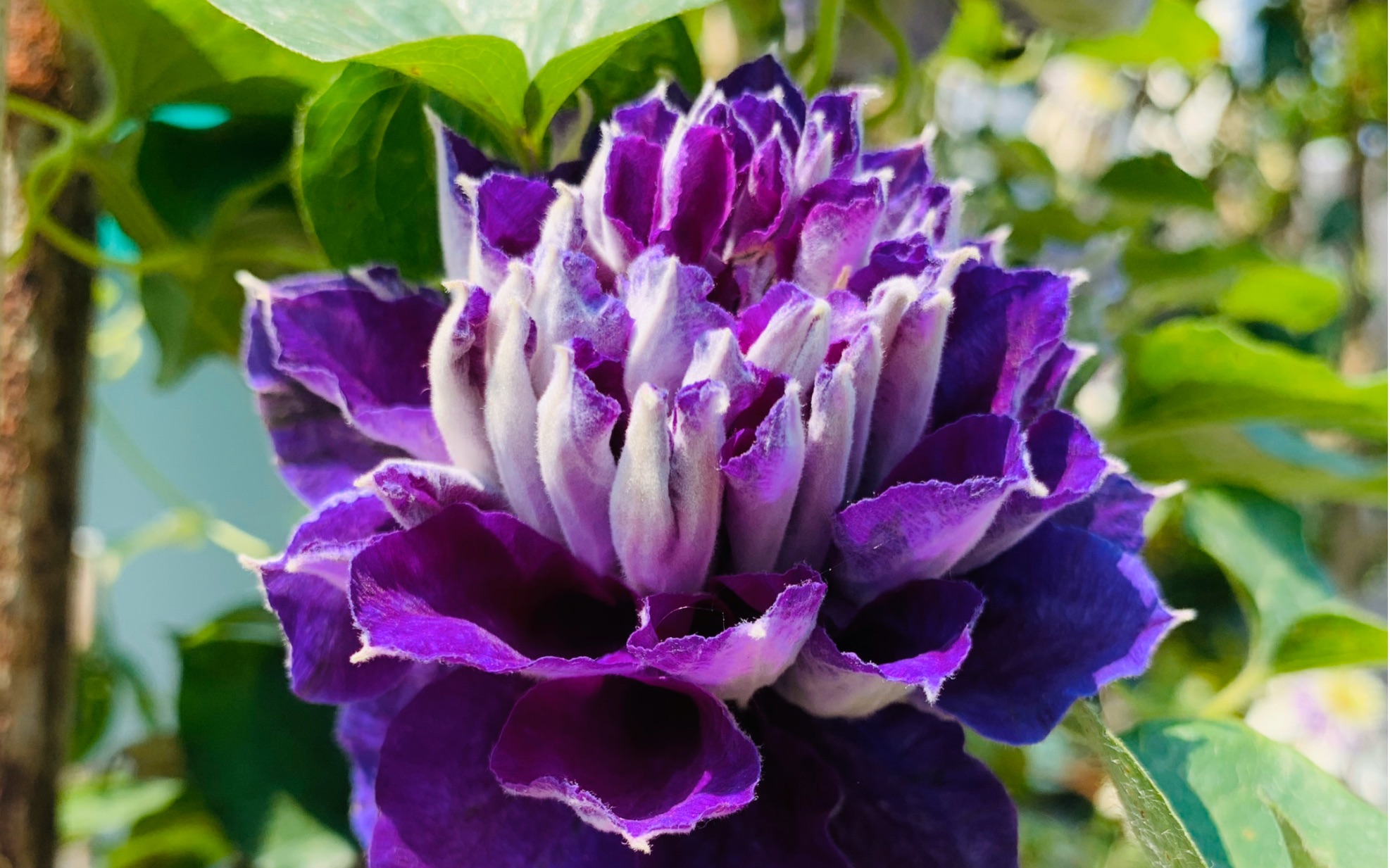 铁线莲-新紫玉_哔哩哔哩_bilibili