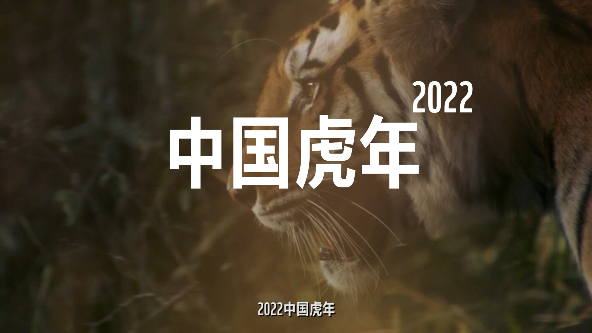 2022年这个虎保护的关键年,同时也是我国“虎年”都有哪些成果呢?随熊猫君一起来看看吧𐟐…12年老虎分布国的不断保护努力,让全球野生虎种群从...