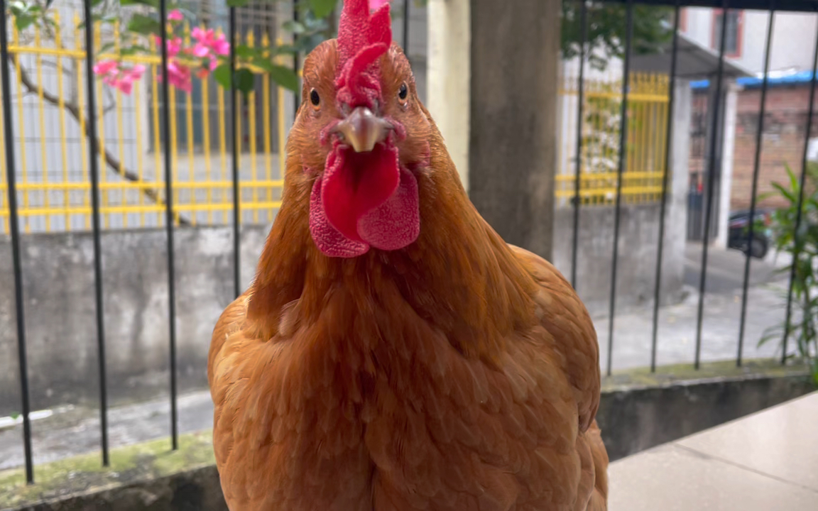 圆头胖鸡表演挠痒【宠物鸡旦