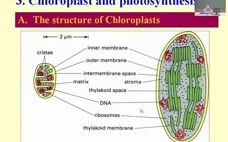 第六章 细胞的能量转换线粒体和叶绿体二 王喜忠细胞生物学哔哩哔哩bilibili