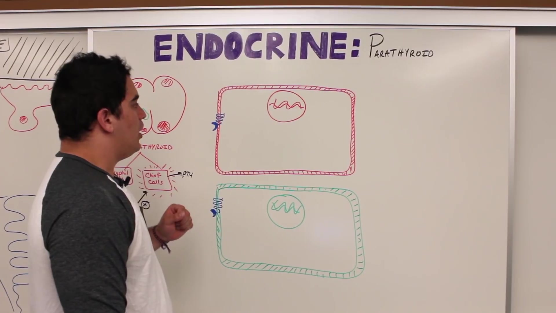 endocrinologyparathyroidglandcalcitonin