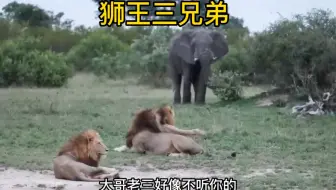 狮王三兄弟勇敢面对大象