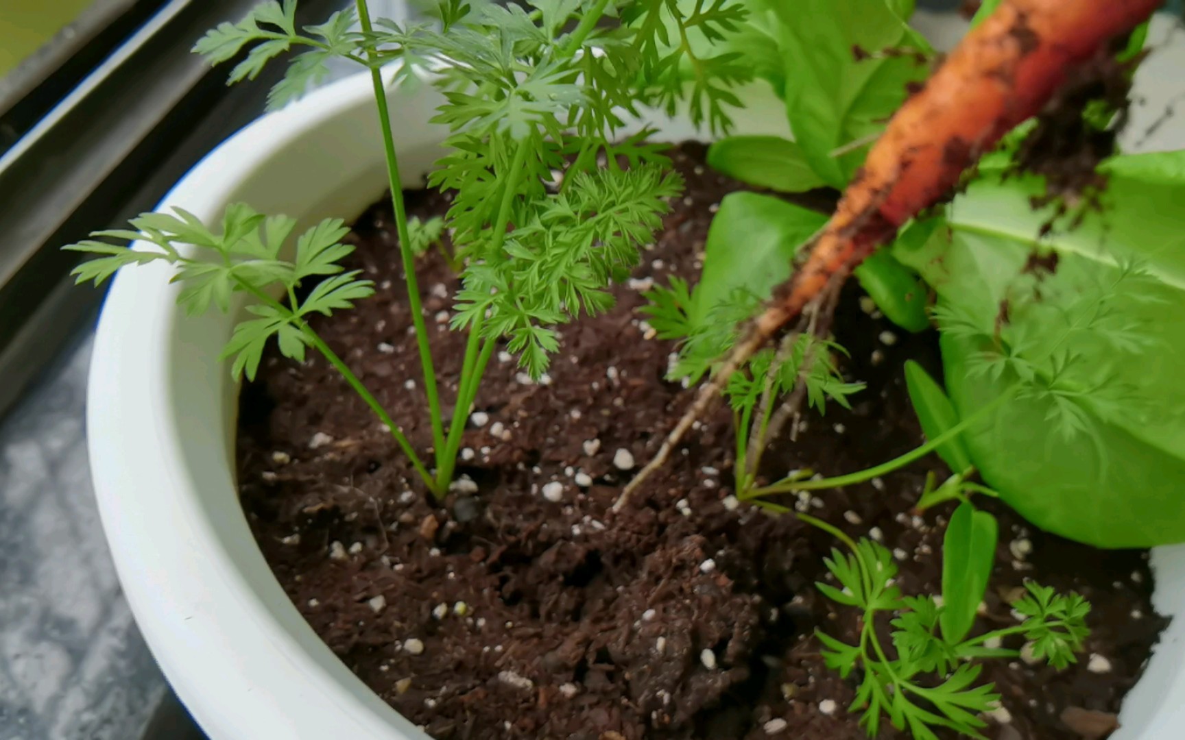 胡萝卜可真好吃呀(阳台种菜我的必选之一)