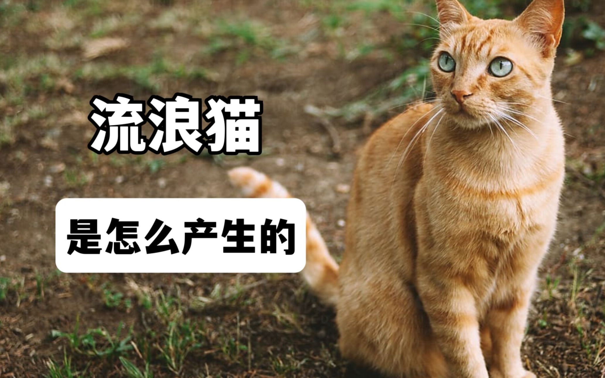 大街上的流浪猫,是怎么产生的?哔哩哔哩bilibili