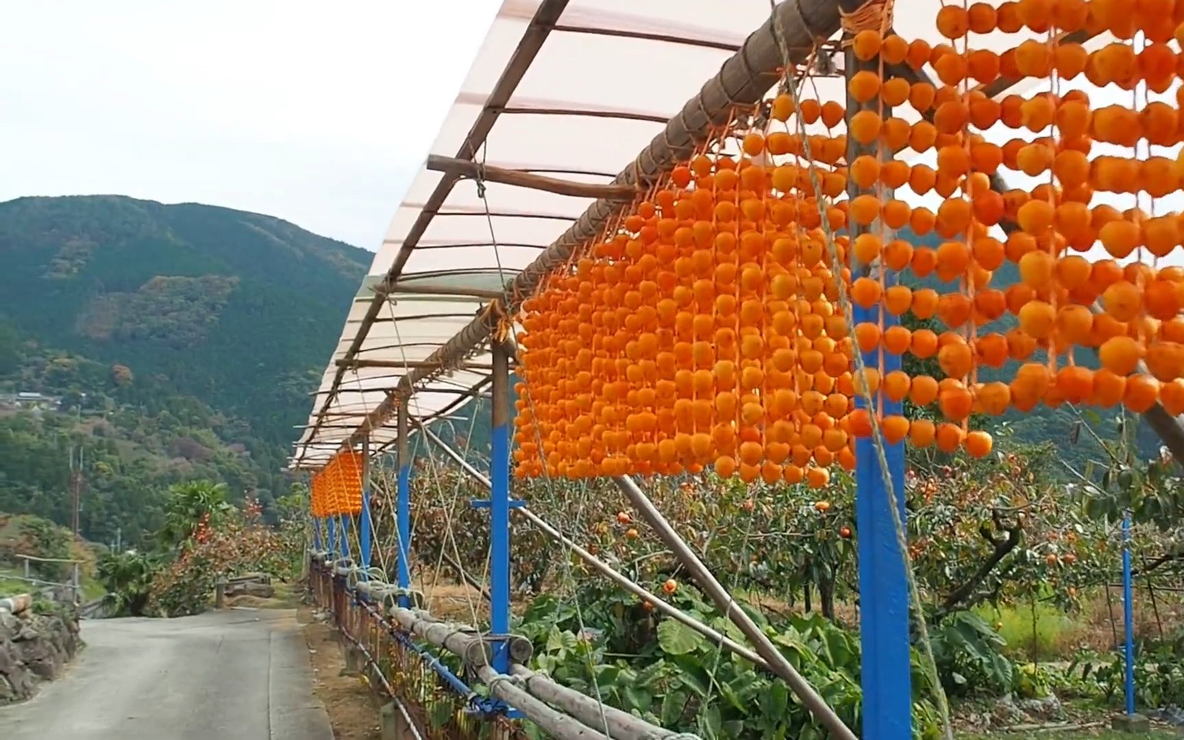 日本乡村  串柿を干す四郷集落【残したい风景・四郷の串柿】(和歌山県かつらぎ町)哔哩哔哩bilibili