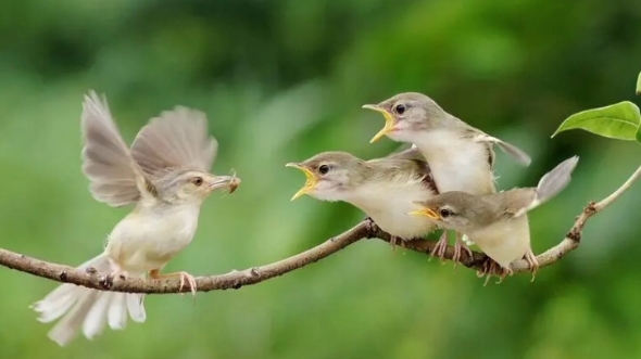 [图]祝大自然中的所有母性生物，以及所有女孩们，节日快乐，谢谢你们付出与魅力！