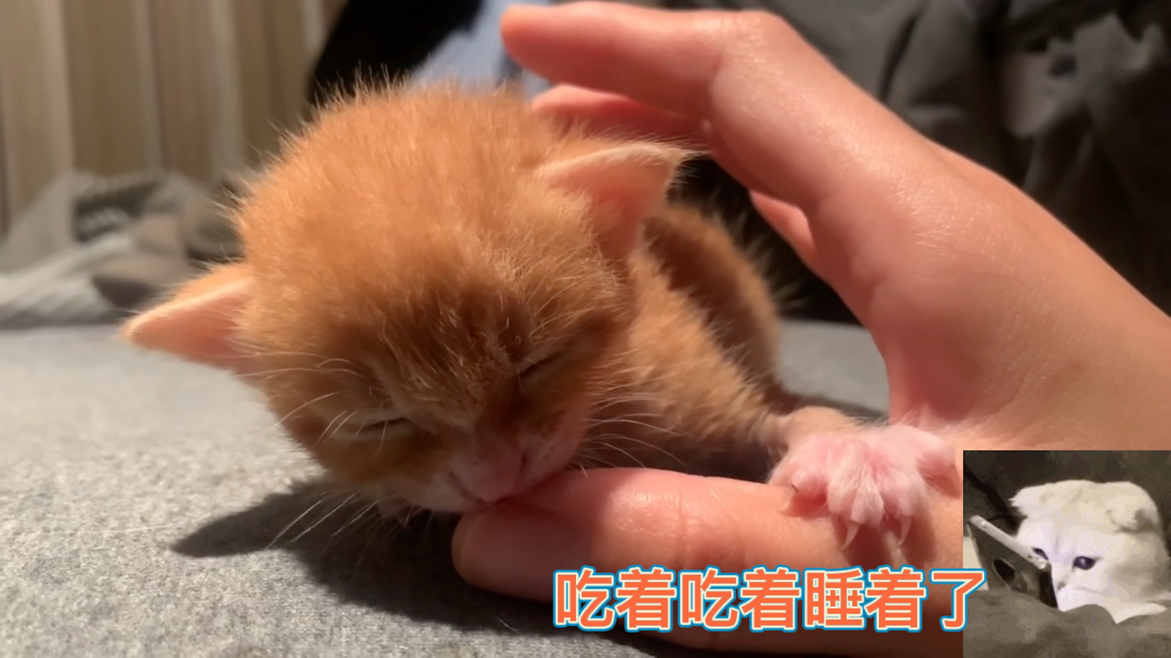 [图]小奶猫成长日记，第22天！喵呜～