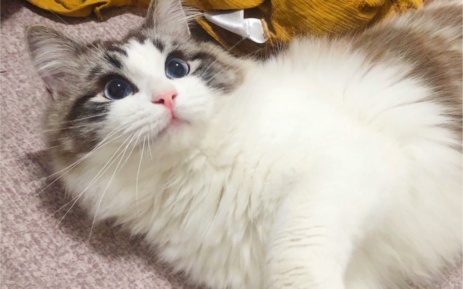 一个手机的价格买回来的布偶猫,颜值差哪了吗?