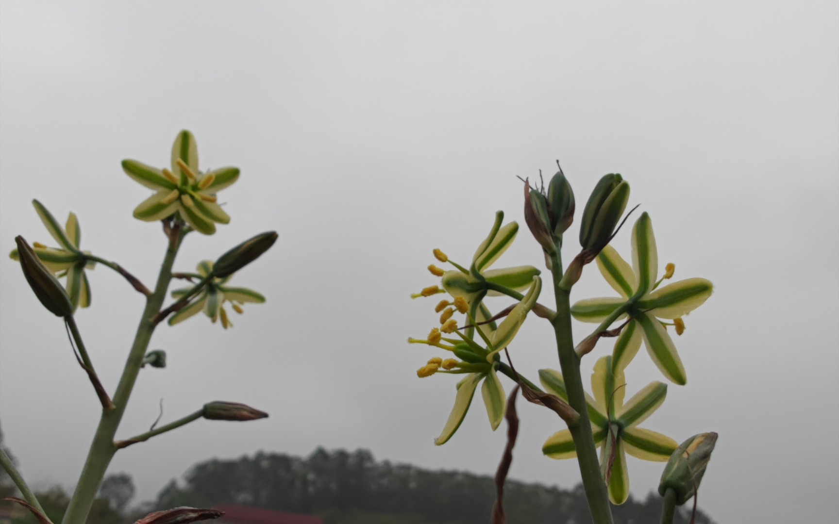 宽叶弹簧草第一次开花