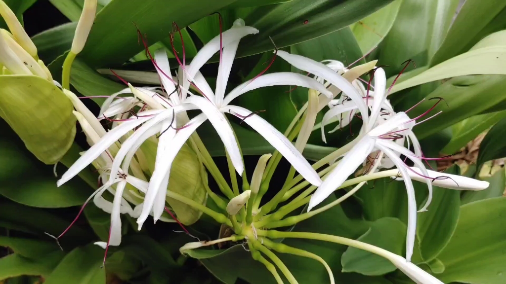 盛开的白花文殊兰 它竟然能活血散瘀 消肿止痛