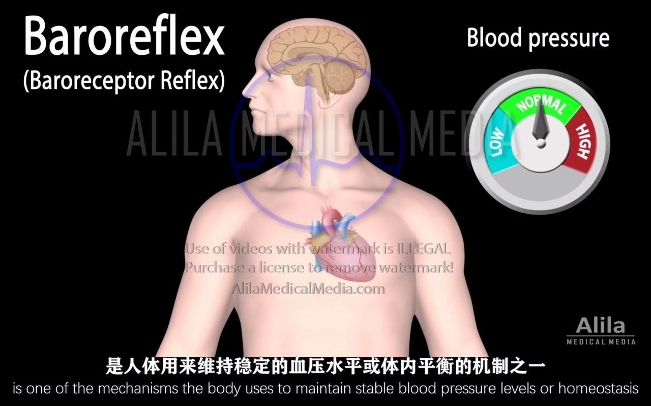 【Alila Medical Media】42.血压调节反射哔哩哔哩bilibili